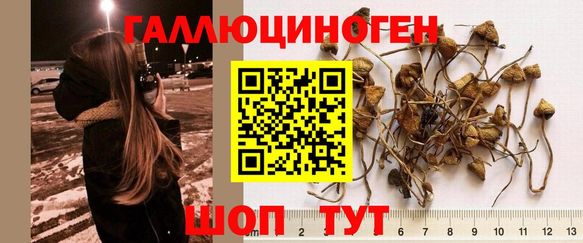купить наркотики цена  Вход с VPN  Вязники  Галлюциногенные грибы MAGIC MUSHROOMS 